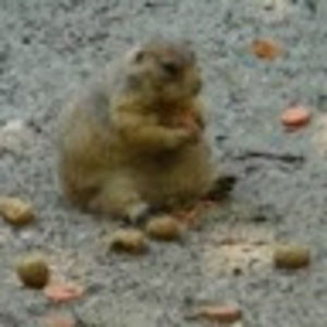 Meet your Posher, Bob